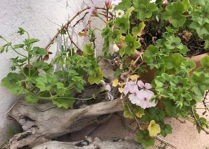 Lejlighed Joli F3 , 4 Pers, Mahana , Plein Pied Sur Jardin , Domaine Prive Criques Et Plages A Pied *